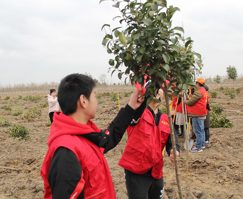 我校师生积极参加志愿植树行动